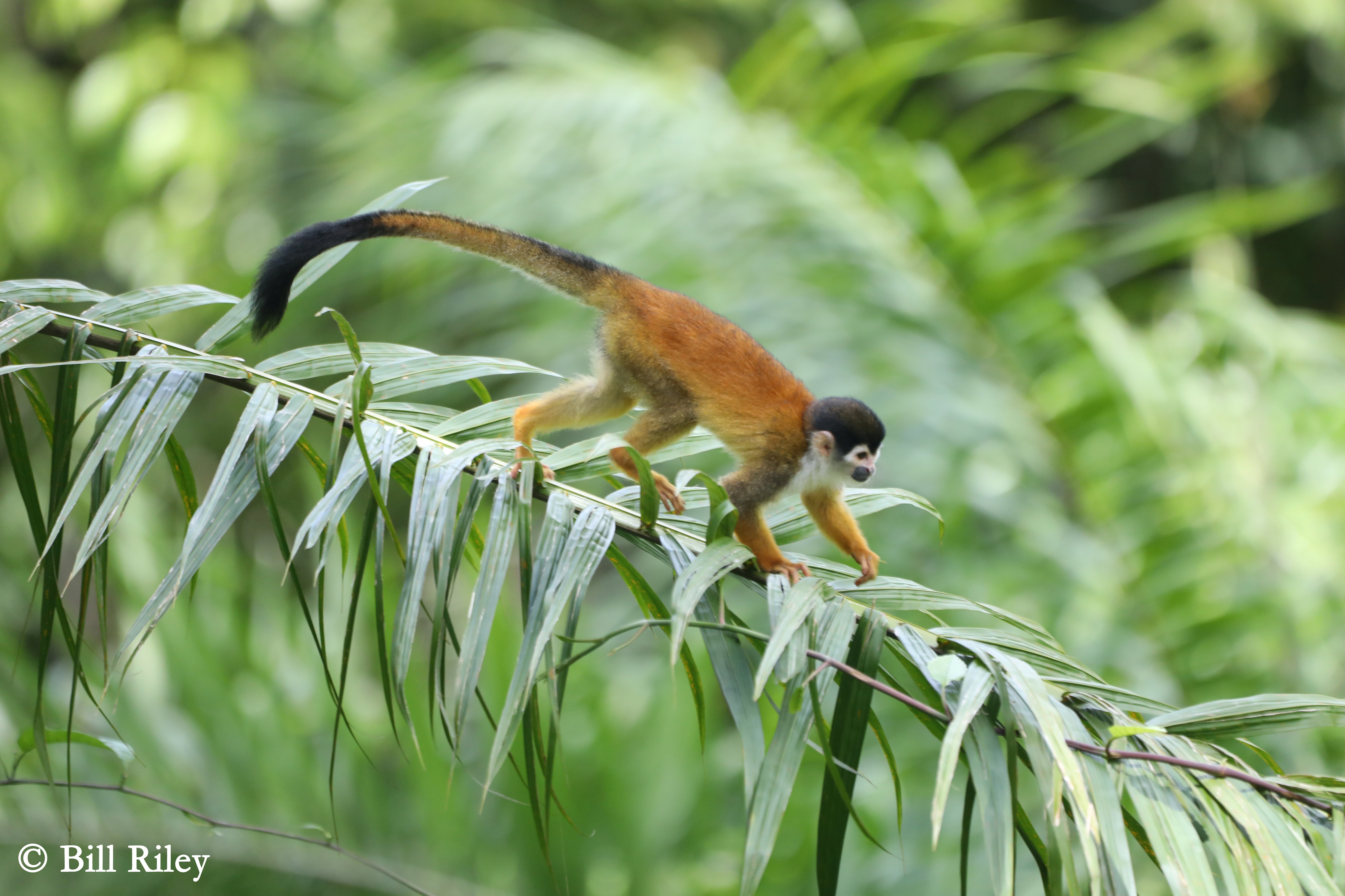 More Monkey Business – Daily Fiber